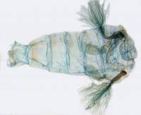 Attēlu rezultāti vaicājumam “Apamea ophiogramma”