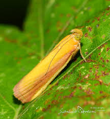 Attēlu rezultāti vaicājumam “Oncocera semirubella”