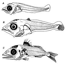 Image result for Thunnus atlanticus