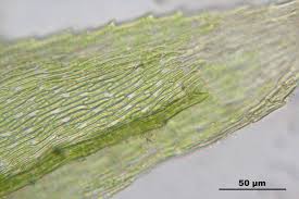 Attēlu rezultāti vaicājumam “Eurhynchiastrum pulchellum”