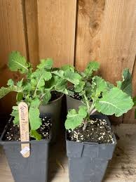 Image result for Taunton Deane