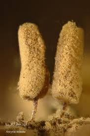 Attēlu rezultāti vaicājumam “Arcyria minuta macro”