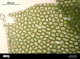 Attēlu rezultāti vaicājumam “Calypogeia fissa”