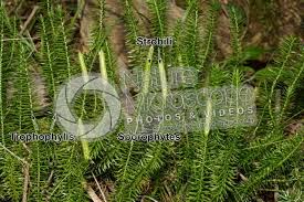 Attēlu rezultāti vaicājumam “Lycopodium annotinum”