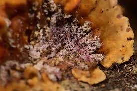 Attēlu rezultāti vaicājumam “Hypomyces armeniacus”