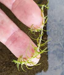 Attēlu rezultāti vaicājumam “Callitriche hermaphroditica leaf”