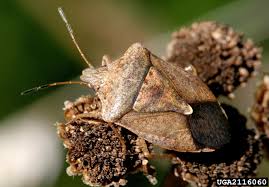 Attēlu rezultāti vaicājumam “Pentatomidae”