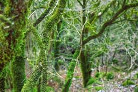 Attēlu rezultāti vaicājumam “Neckera”