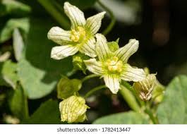 Attēlu rezultāti vaicājumam “Bryonia alba bud”