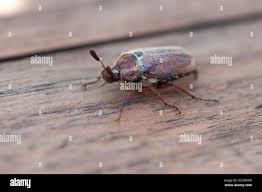 Attēlu rezultāti vaicājumam “Melolontha hippocastani imago”