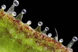 Attēlu rezultāti vaicājumam “Trichia erecta stalked”