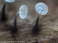 Attēlu rezultāti vaicājumam “Physarum licheniforme”