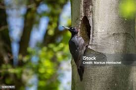 Attēlu rezultāti vaicājumam “Dryocopus martius nest”