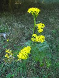 Attēlu rezultāti vaicājumam “Jacobaea vulgaris leaf”