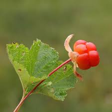 Attēlu rezultāti vaicājumam “Rubus chamaemorus leaf”