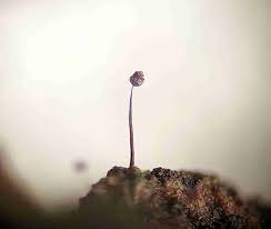 Attēlu rezultāti vaicājumam “Cribraria violacea”