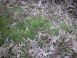 Attēlu rezultāti vaicājumam “Pseudoscleropodium purum”