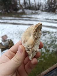 Attēlu rezultāti vaicājumam “Phellinus ferruginosus”