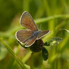 Attēlu rezultāti vaicājumam “Cyaniris semiargus female”