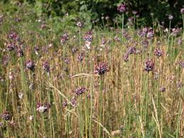 Attēlu rezultāti vaicājumam “Allium scorodoprasum”