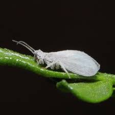 Attēlu rezultāti vaicājumam “Coniopterygidae”