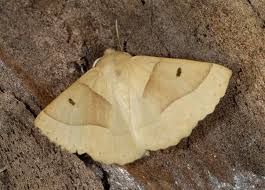 Attēlu rezultāti vaicājumam “Crocallis elinguaria”