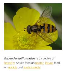 Attēlu rezultāti vaicājumam “Edwardsiana geometrica”