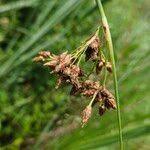 Attēlu rezultāti vaicājumam “Schoenoplectus lacustris subsp. glaucus fruit”