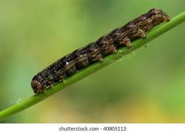 Attēlu rezultāti vaicājumam “Orthosia munda”