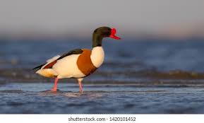 Attēlu rezultāti vaicājumam “Tadorna tadorna male”