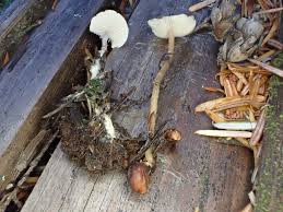 Attēlu rezultāti vaicājumam “Collybia tuberosa”