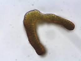 Attēlu rezultāti vaicājumam “Schistidium dupretii”