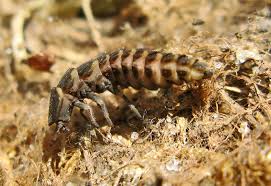 Attēlu rezultāti vaicājumam “Thecabius affinis imago”