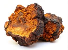 Attēlu rezultāti vaicājumam “Inonotus obliquus”