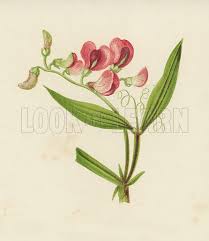 Attēlu rezultāti vaicājumam “Lathyrus sylvestris flower”