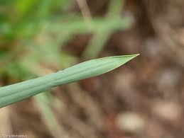 Attēlu rezultāti vaicājumam “Phleum phleoides fruit”
