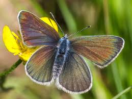 Attēlu rezultāti vaicājumam “Cyaniris semiargus underside”