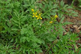 Attēlu rezultāti vaicājumam “Rorippa sylvestris leaf”