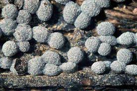 Attēlu rezultāti vaicājumam “Lamproderma pseudomaculatum macro”