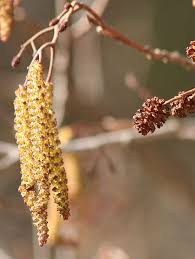 Attēlu rezultāti vaicājumam “Alnus glutinosa female flower”