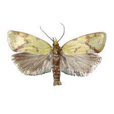 Attēlu rezultāti vaicājumam “Agapeta hamana”