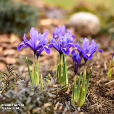 Attēlu rezultāti vaicājumam “Iris reticulata flower”