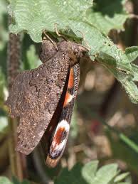 Attēlu rezultāti vaicājumam “Inachis io underside”