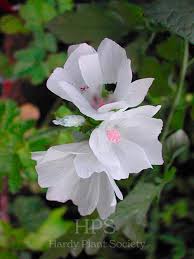 Image result for Malva moschata alba