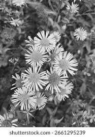 Attēlu rezultāti vaicājumam “Inula salicina flower”