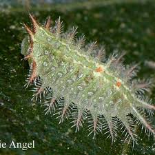 Attēlu rezultāti vaicājumam “Cephaloziella elachista”