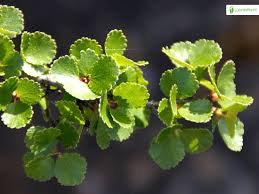 Attēlu rezultāti vaicājumam “Betula nana female flower”