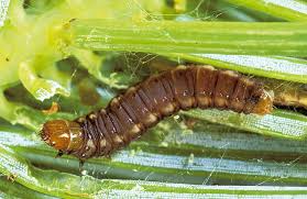 Attēlu rezultāti vaicājumam “Cystiphora sanguinea larva”