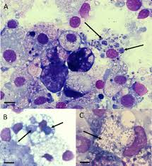 Attēlu rezultāti vaicājumam “Leiocolea rutheana cells”