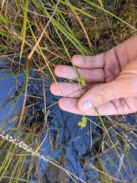 Attēlu rezultāti vaicājumam “Carex viridula flower”